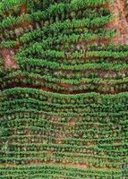 Drone aérien vue d'une plantation de café à manhuacu, minas gerais, brésil photo