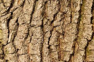 texture de l'écorce d'un arbre, texture naturelle verticale de l'écorce d'un jeune arbre. photo