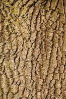 texture de l'écorce d'un arbre, texture naturelle verticale de l'écorce d'un jeune arbre. photo