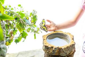 petite fille tenant un papillon dans un champ photo