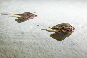 une petite fille regarde des poissons dans un immense aquarium photo