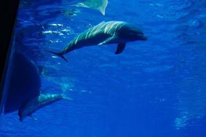 dauphins dans un grand aquarium bleu libre photo