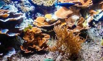 petit poisson coloré, récif de corail brillant dans l'aquarium. la vie sous-marine. photo