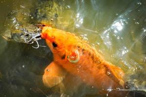 poisson carpe doré orange et poisson-chat se nourrissant de nourriture sur les étangs de surface de l'eau photo
