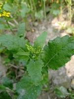 fleur et plante de moutarde photo