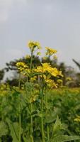 fleur et plante de moutarde photo