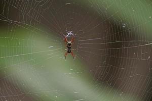 araignée au corps épineux dans sa toile photo