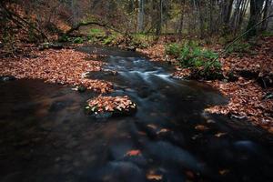 petite rivière forestière avec des pierres photo