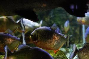 différents poissons tropicaux sous l'eau photo