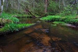 un petit ruisseau forestier avec des falaises de grès et des pierres photo