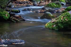 petite rivière forestière avec des pierres photo