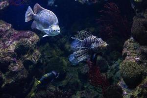 différents poissons tropicaux sous l'eau photo