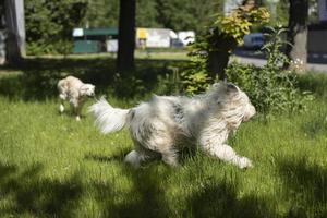 chien qui court sur l'herbe. animal en promenade. animal de compagnie dans la rue. chien en mouvement. photo