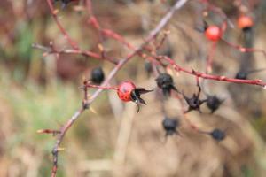 petit fruit sauvage rouge et noir, arrière-plan flou photo