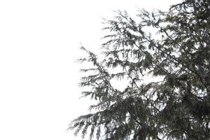 feuilles et branches de pin contre un ciel blanc. photo