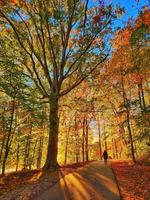 grand arbre avec des feuilles d'automne photo