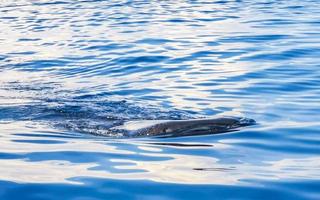 énorme requin baleine nage à la surface de l'eau cancun mexique. photo