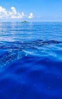 énorme requin baleine nage à la surface de l'eau cancun mexique. photo