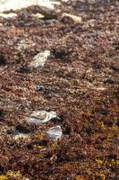 bécassine bécassine bécasseaux oiseau oiseaux mangeant sargazo sur la plage mexique. photo