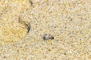 De minuscules traînées de crabe de plage de crabe de sable mangent des insectes d'abeilles volantes. photo