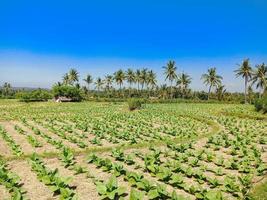 plants de tabac dans la rizière avec belle vue sur le mont rinjani photo