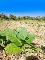 plants de tabac dans la rizière avec belle vue sur le mont rinjani photo