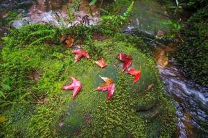 feuilles d'érable rouge sur le rocher dans le cours d'eau avec de la mousse verte photo