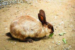 lapin brun assis sur le sol mangeant des feuilles dans un animal de ferme de lapin photo