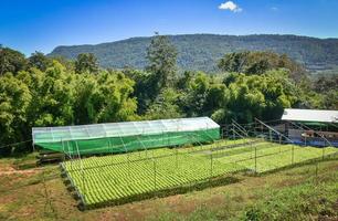système hydroponique de légumes salade de laitue de chêne vert jeune et fraîche jardin en croissance plantes de ferme hydroponique photo
