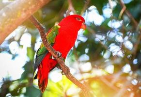 Perroquet lori bavardant debout sur une branche d'arbre nuture fond vert photo