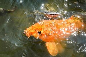 poisson carpe doré orange et poisson-chat se nourrissant de nourriture sur les étangs de surface de l'eau photo