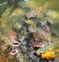poisson carpe doré orange tilapia et poisson-chat se nourrissant de nourriture sur les étangs de surface de l'eau photo