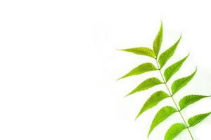 Feuilles de neem azadirachta indica isolé sur fond blanc photo