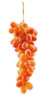 belle grappe de raisin rouge isolé sur fond blanc. chemin de détourage complet. raisins mûrs. photo