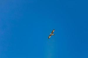 mouette en vol sur un ciel bleu photo