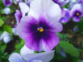 pensées. Fleurs pourpres. photo