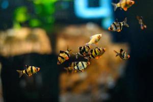 Monde sous marin. poisson exotique poisson dans un aquarium photo