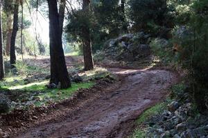 route de campagne forestière dans le nord d'israël. photo