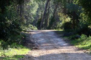 route de campagne forestière dans le nord d'israël. photo