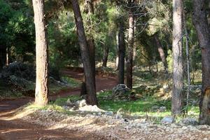 route de campagne forestière dans le nord d'israël. photo