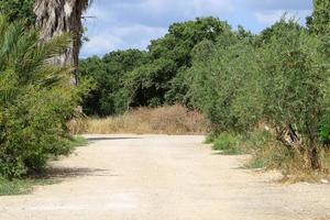 route de campagne forestière dans le nord d'israël. photo