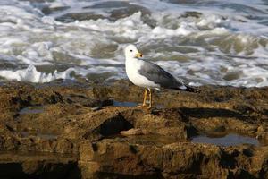 mouette sur la mer méditerranée photo