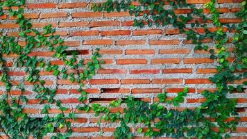 croissance de la vigne verte, du lierre, de la liane, de la plante grimpante ou de la plante grimpante sur un mur de briques avec espace de copie. beauté dans la nature et design naturel. feuilles sur le papier peint et la structure du bâtiment. photo