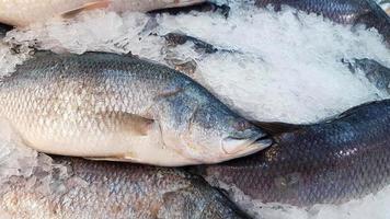 de nombreux poissons frais de bar asiatique, de perche géante, de barramundi ou de perche d'argent gelant sur la glace au marché de fruits de mer ou au supermarché avec espace de copie. le nom scientifique du poisson est lates calcarifer. photo