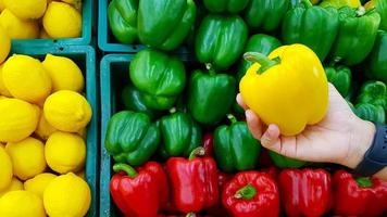 gros plan main tenant du poivron jaune frais avec du citron, du poivron vert et rouge arrière-plan flou avec espace de copie sur la gauche. sélection, choix pour acheter de la nourriture, des légumes ou des fruits au marché ou au supermarché. photo