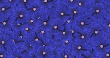 fond de motif de fleur de cosmos bleu foncé. art ou abstrait de la flore, floral et beau fond d'écran naturel. photo