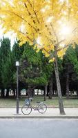 arbre à feuilles jaunes en automne et petit vieux vélo. photo