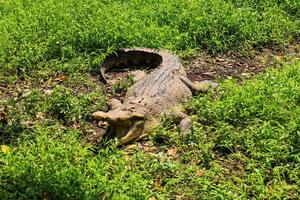 portrait d'un crocodile du nil se reposant au soleil près d'un marais, zoo de semarang, matin ensoleillé de décembre