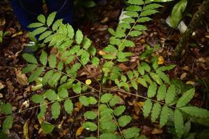 photo de plantes forestières au sol