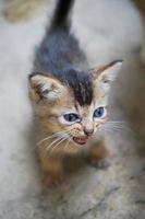 photo d'un chaton domestique indonésien avec un motif noir et marron qui miaule. felis silvestris